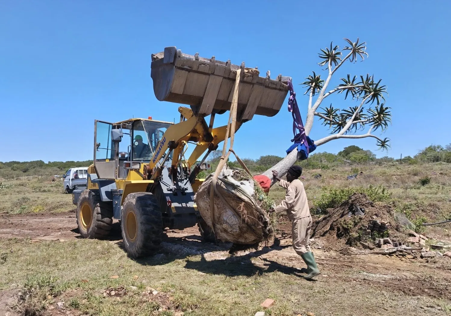 A large tree aloe being lifted with a front-end loader for transplanting