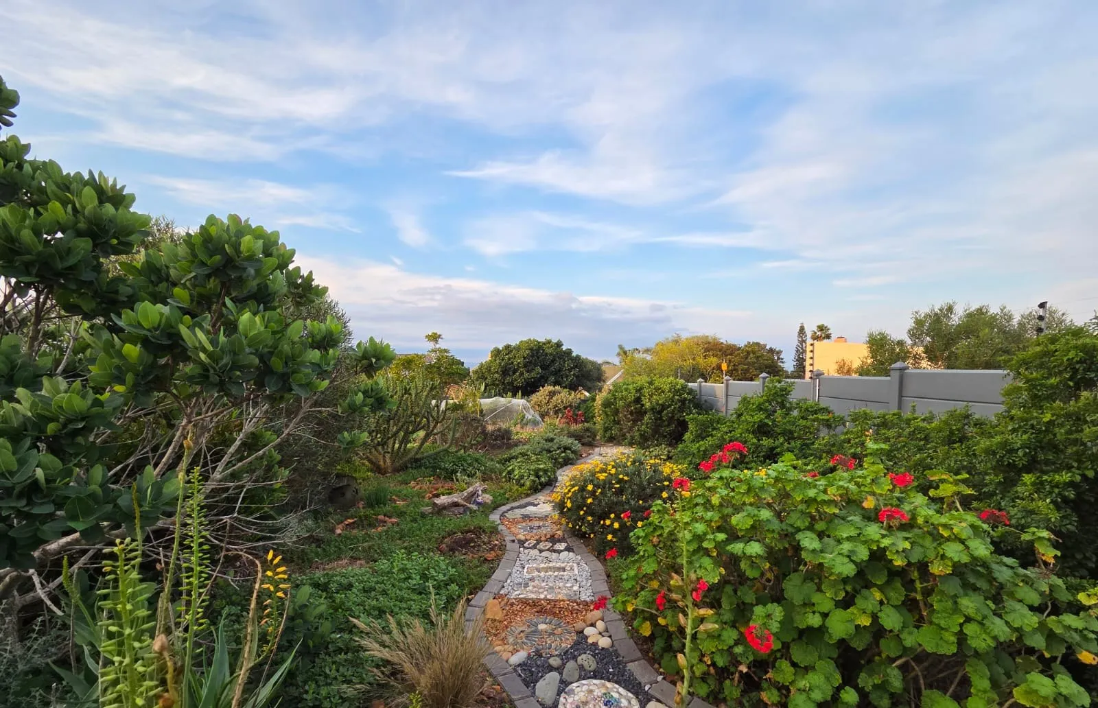 A stone path through yellow flowering shrubs and indigenous planting