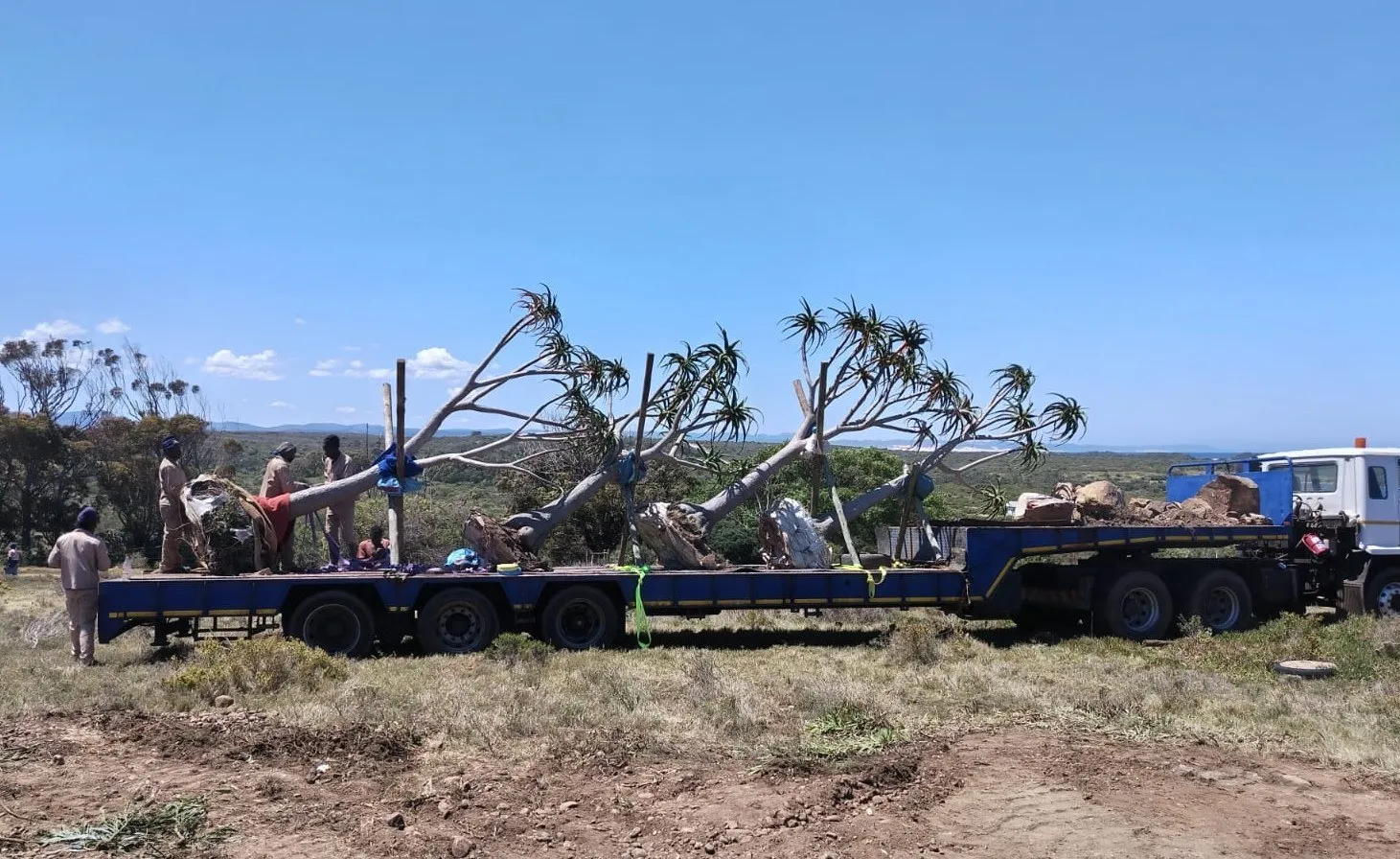 Tree aloes loaded onto a truck for transport
