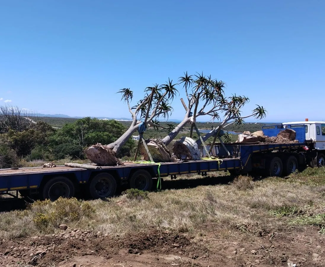 Wrapped tree aloes on a trailer ready to travel