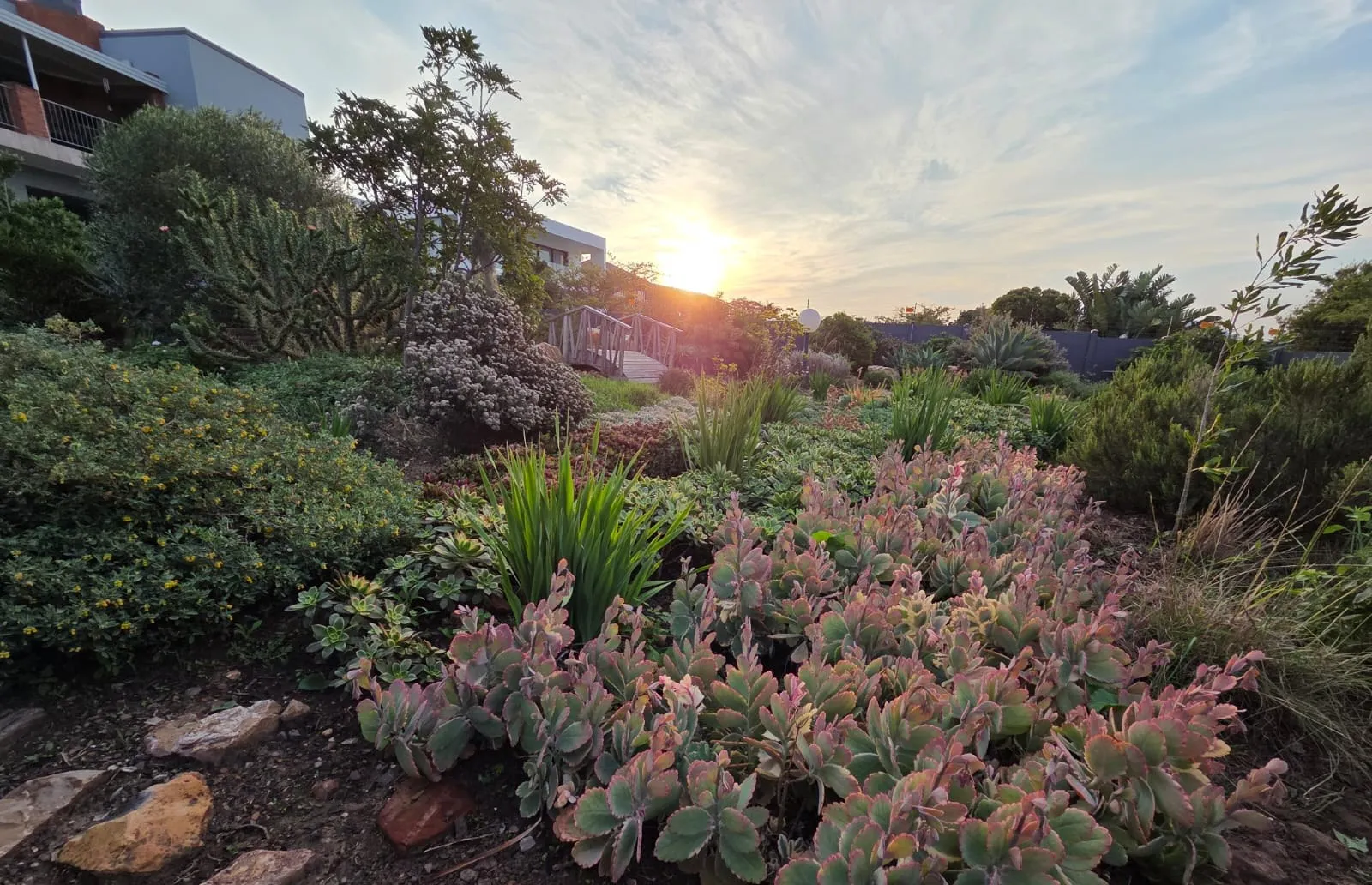 Indigenous planting, boulders and a garden light at sunset