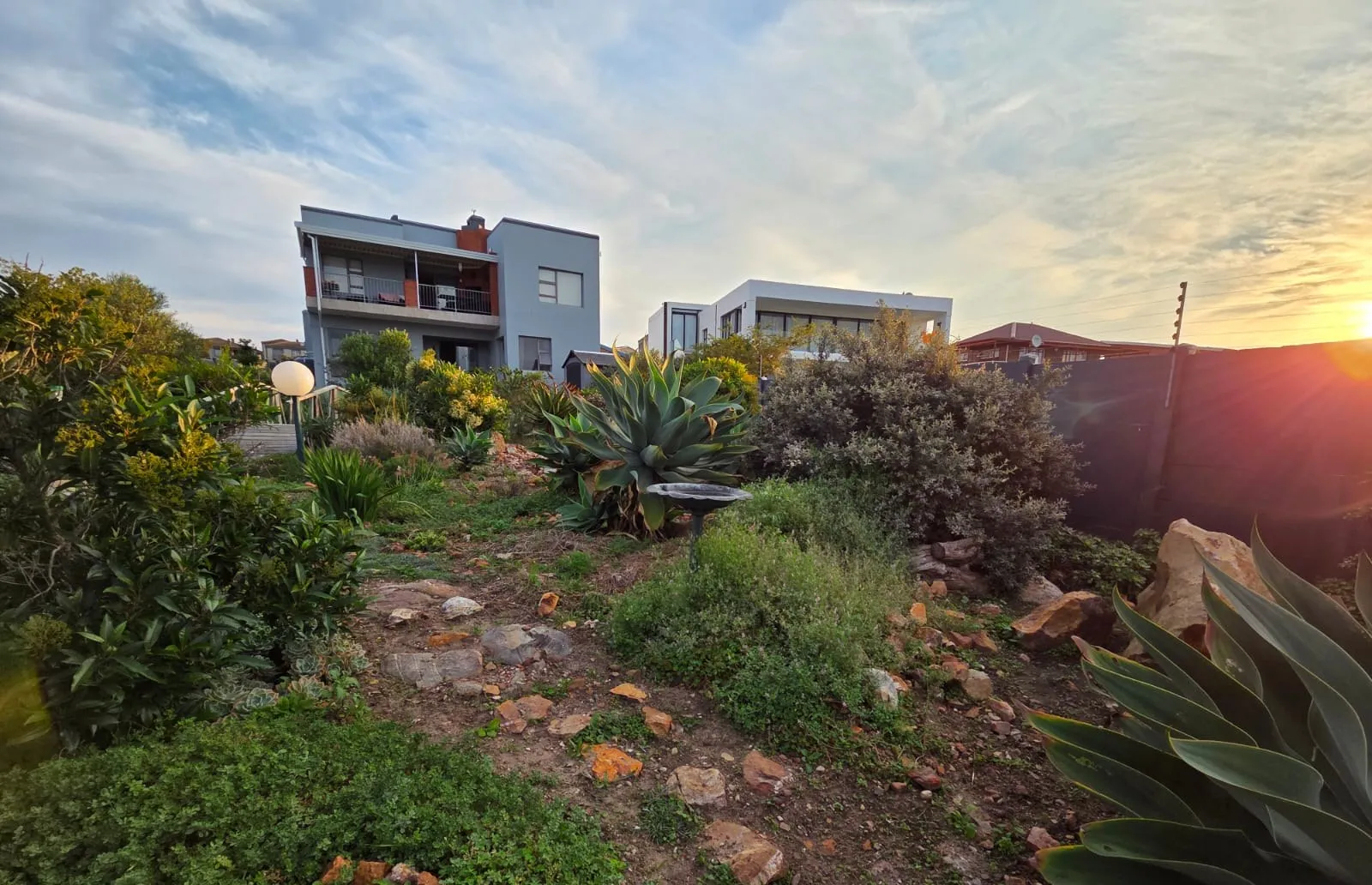 A paved path leading between aloes and shrubs