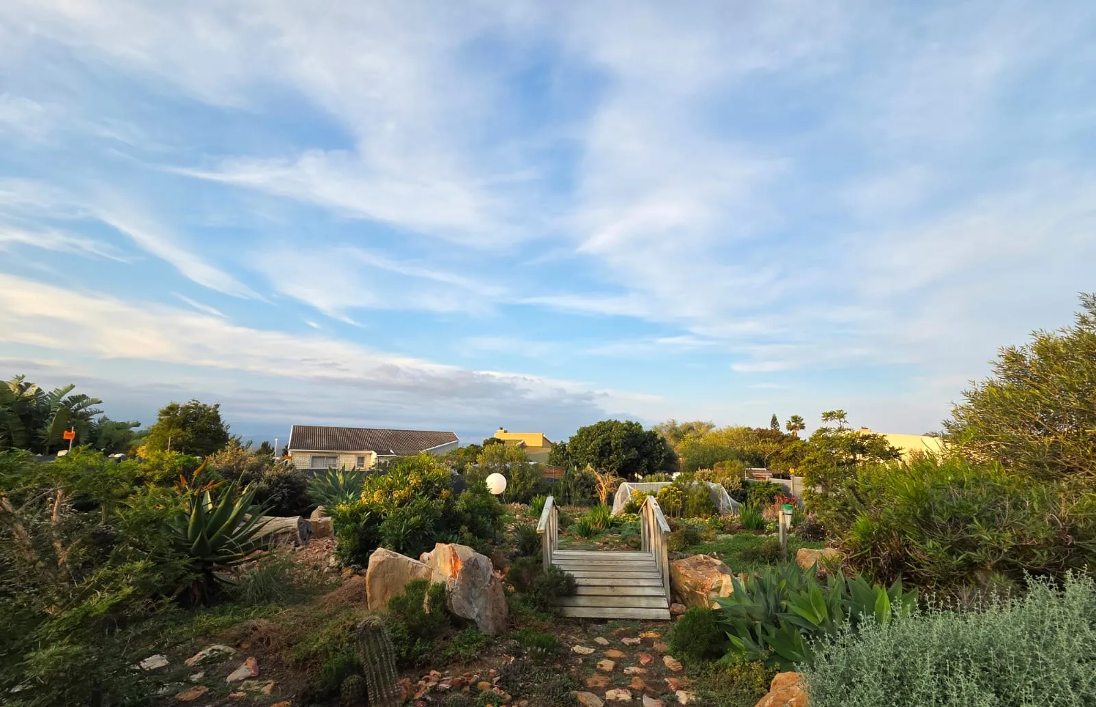 A wide view of the garden with aloes and natural rock