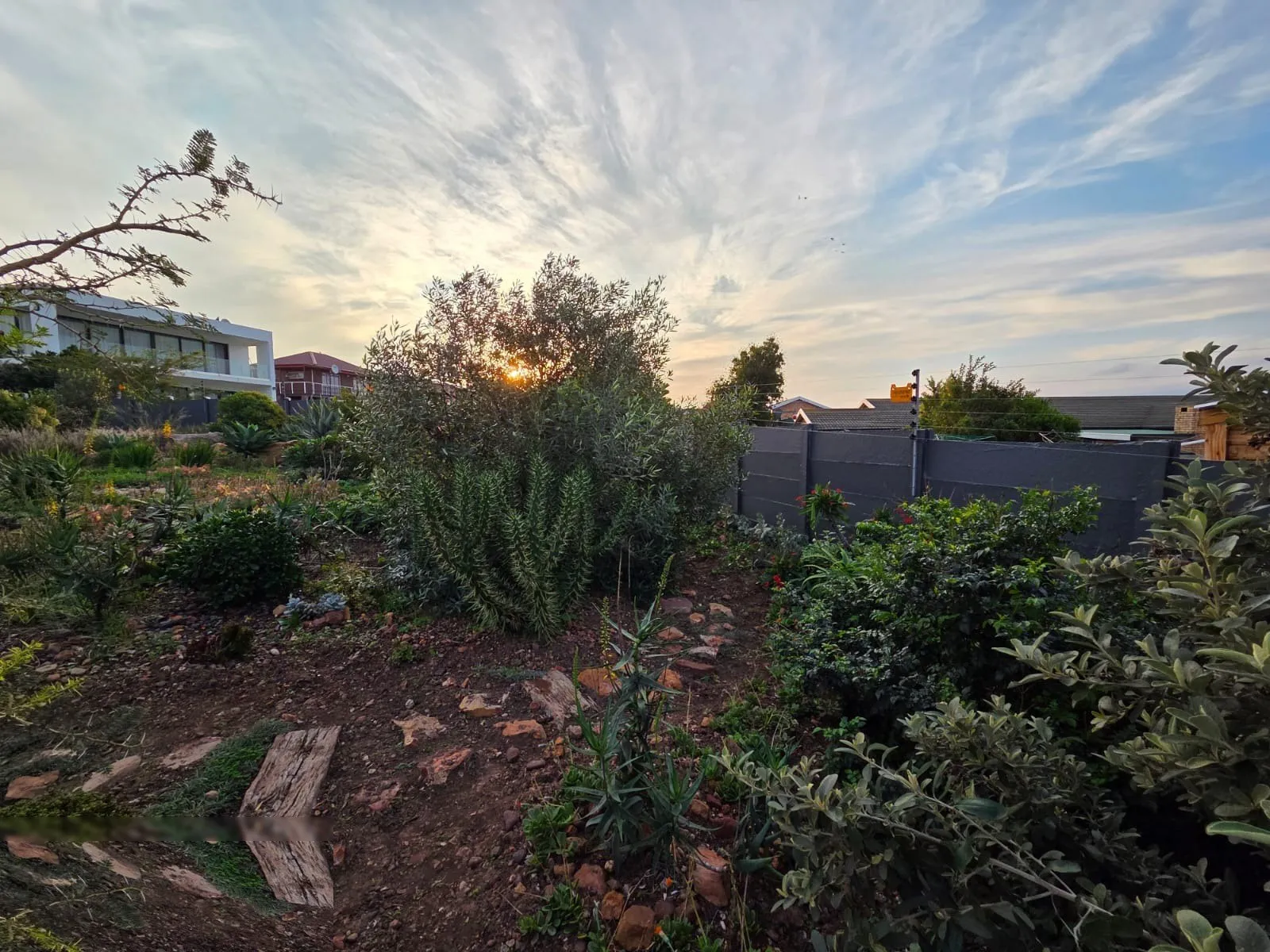 Cotyledon and coastal fynbos catch the late afternoon sun in a Jeffreys Bay garden