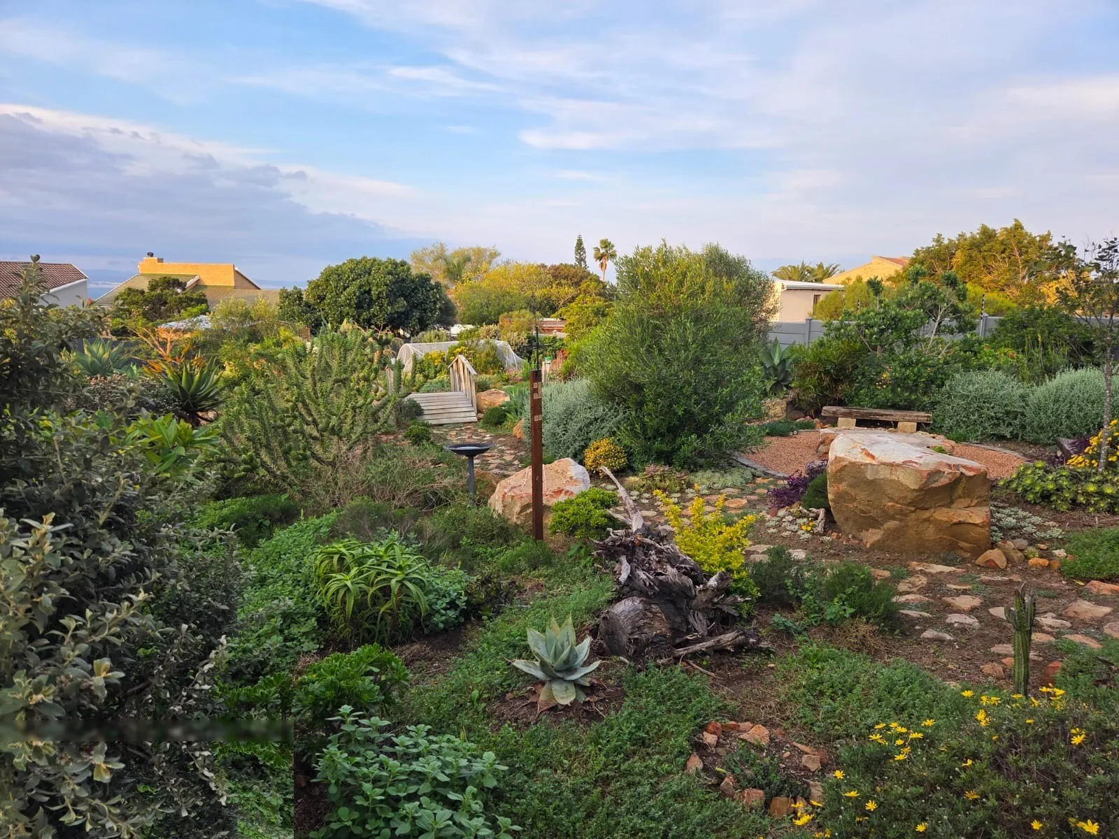 A mature indigenous garden with rockwork, boulders and a variety of coastal plants