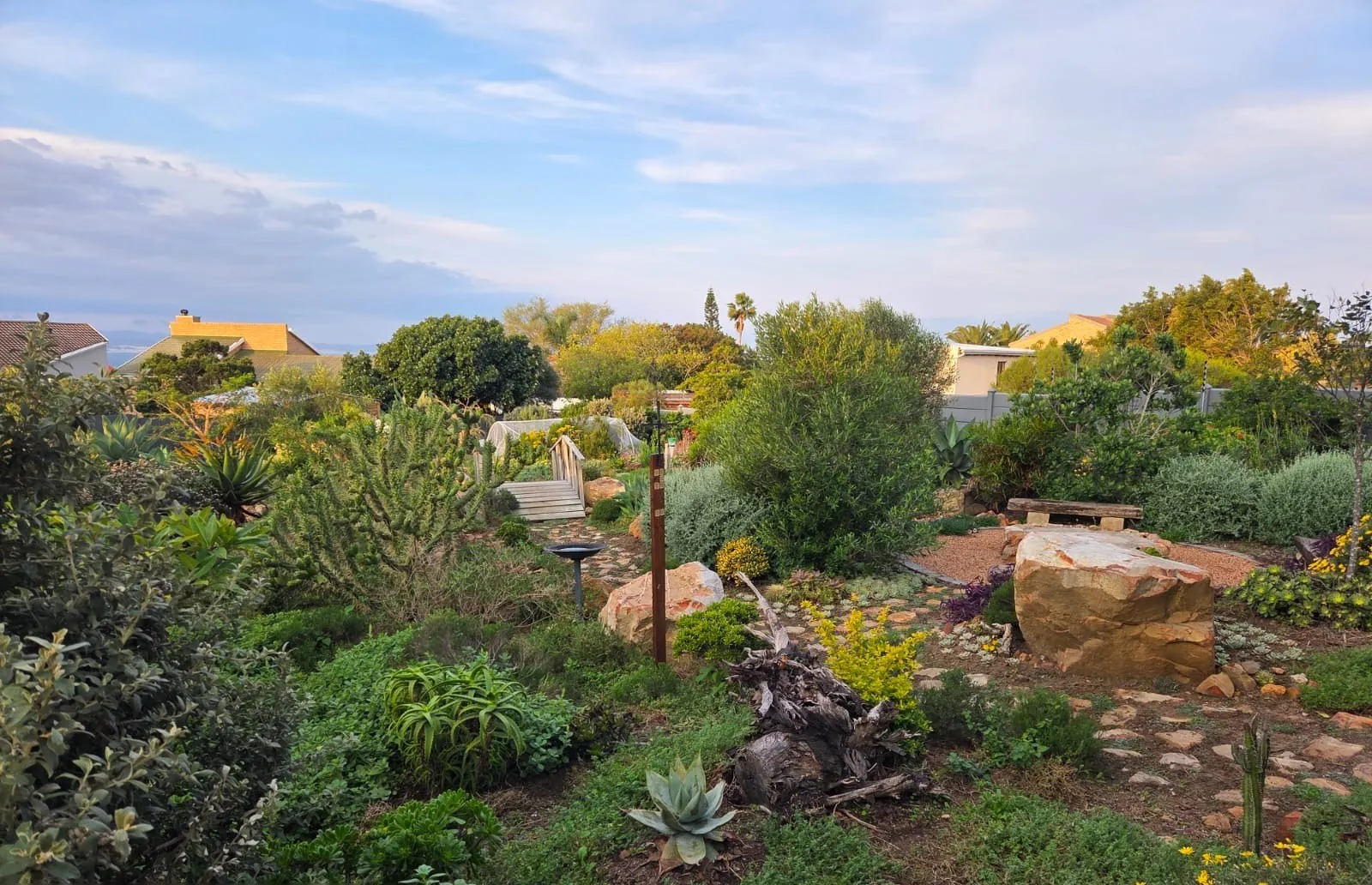 A mature indigenous coastal garden with rocks, aloes and fynbos in Jeffreys Bay