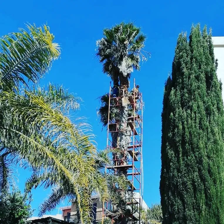 A tall palm tree being taken down with scaffolding beside it